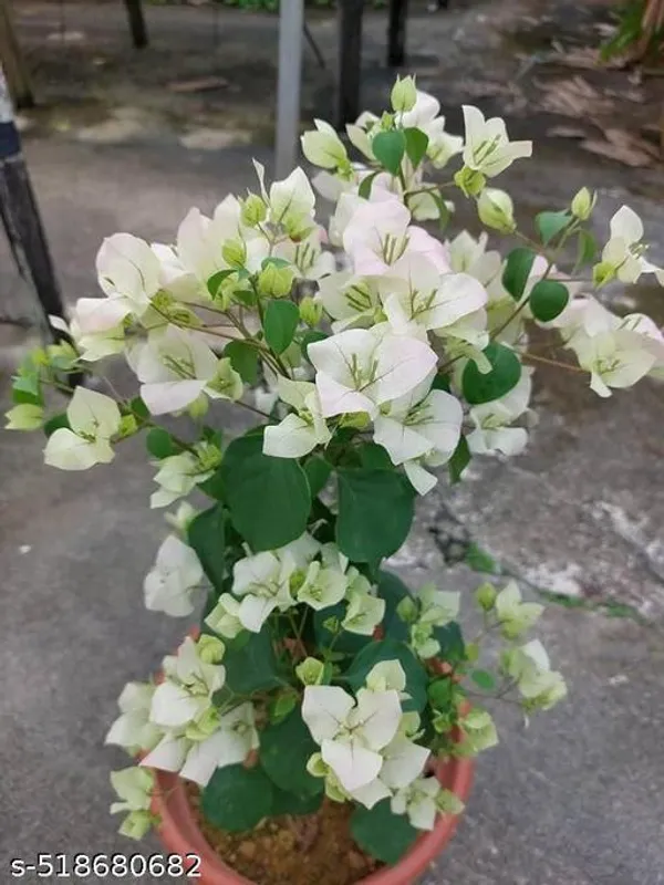 White_Bougainvillea_Flower_Plant