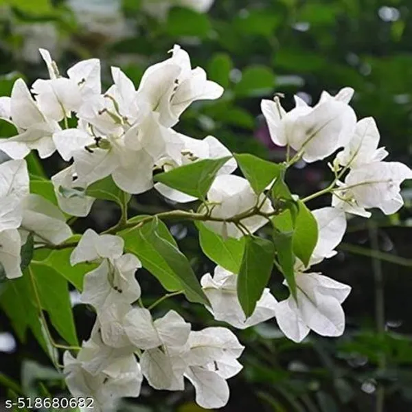 White_Bougainvillea_Flower_Plant
