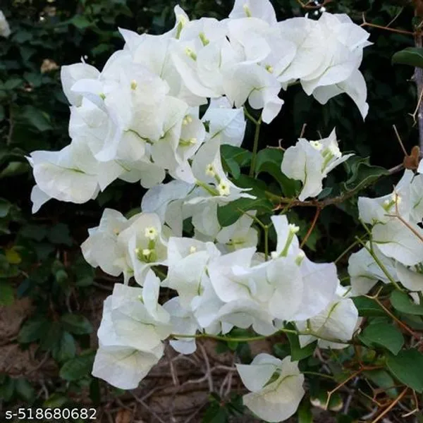 White_Bougainvillea_Flower_Plant