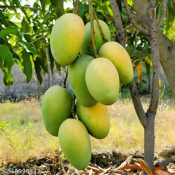 Chousha_Mango_Plant