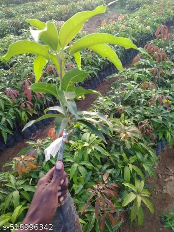 Chousha_Mango_Plant