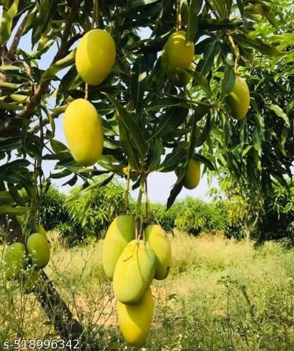 Chousha_Mango_Plant