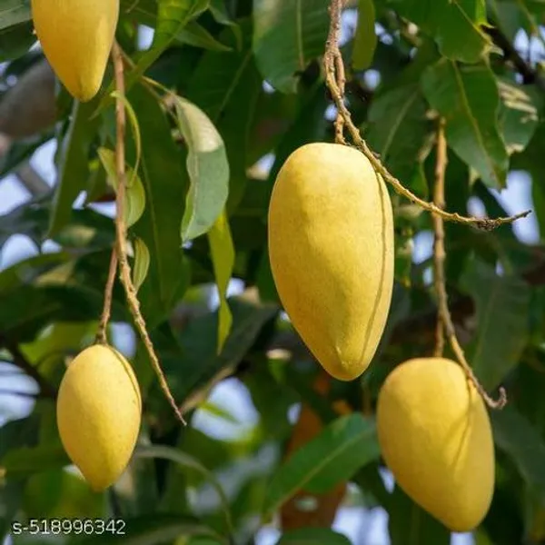 Chousha_Mango_Plant