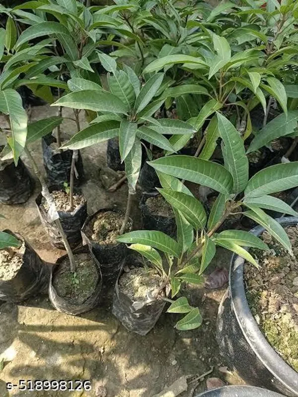 Mango_Plant_Hybrid