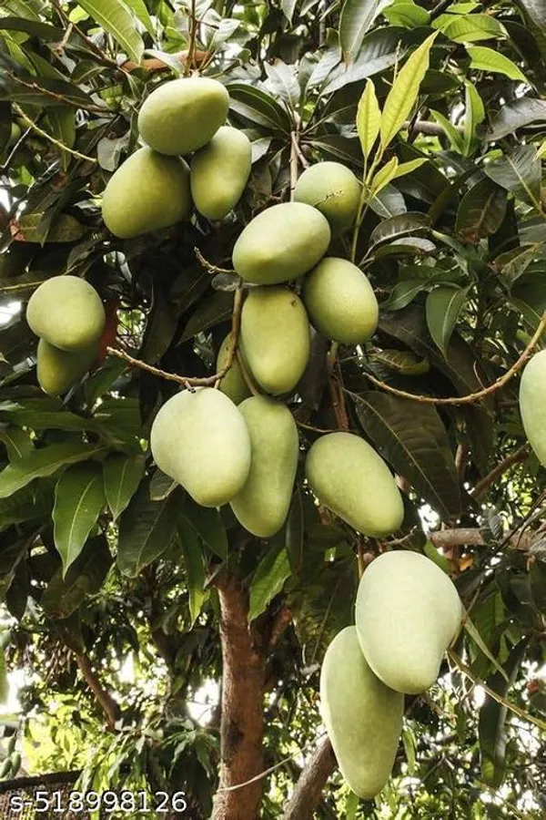 Mango_Plant_Hybrid