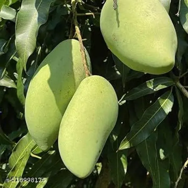 Mango_Plant_Hybrid