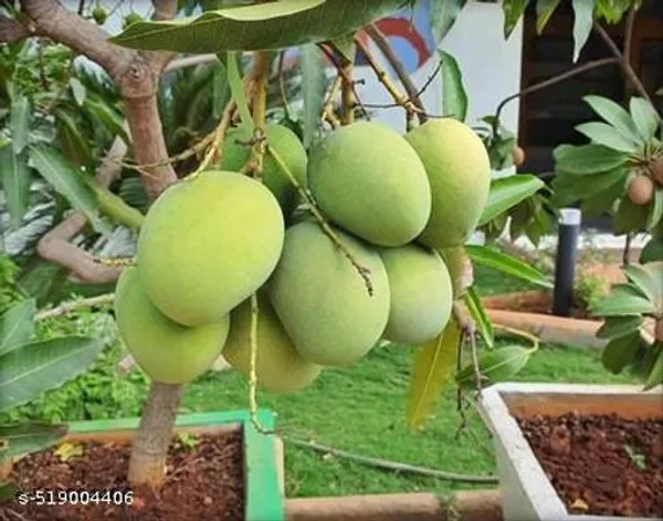 Himsagar_Mango_Plant