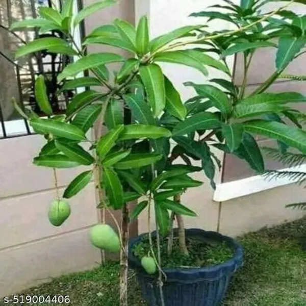 Himsagar_Mango_Plant