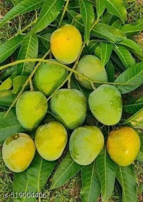 Himsagar_Mango_Plant