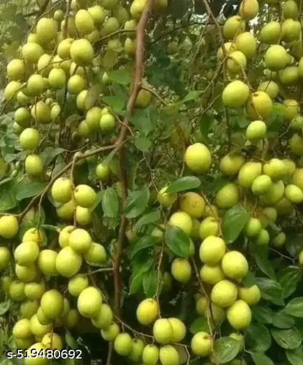 Jujube_Fruit_Plant_Apple_Ber_Kul_Plant