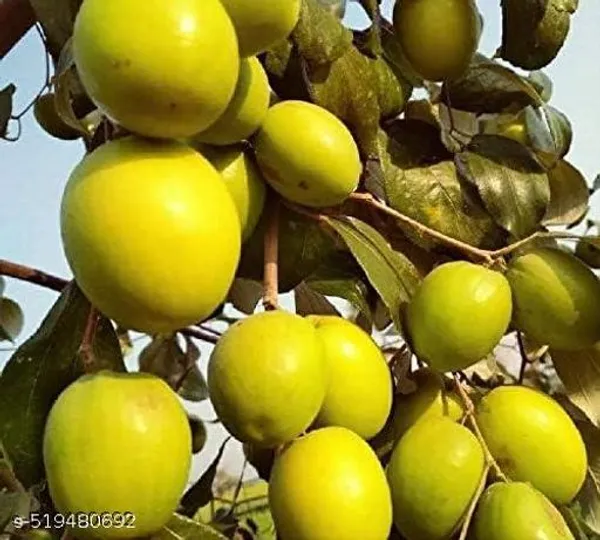 Jujube_Fruit_Plant_Apple_Ber_Kul_Plant