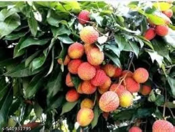 Hybrid_Sweet_Litchi_Lychee_Fruit_Plant
