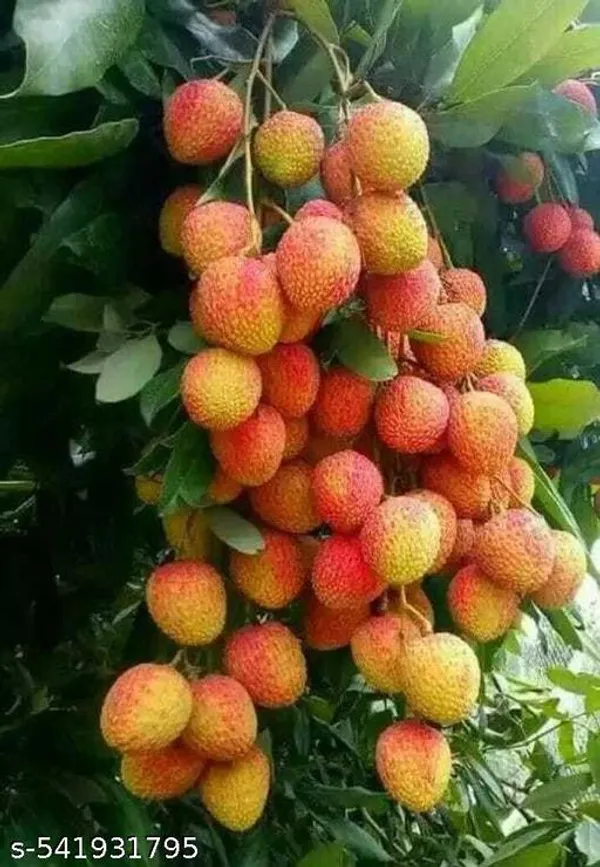Hybrid_Sweet_Litchi_Lychee_Fruit_Plant