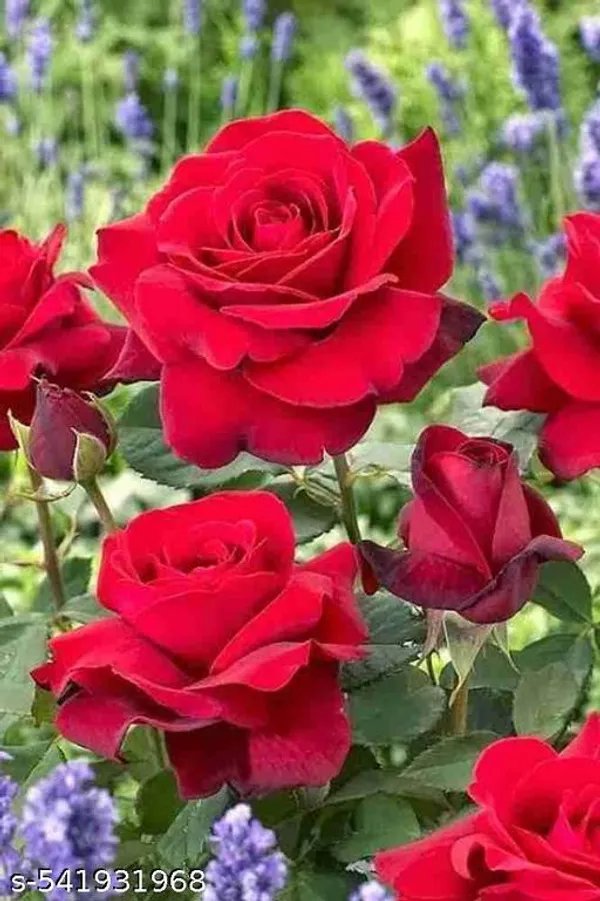 Hybrid_Red_Rose_Flower_Plant
