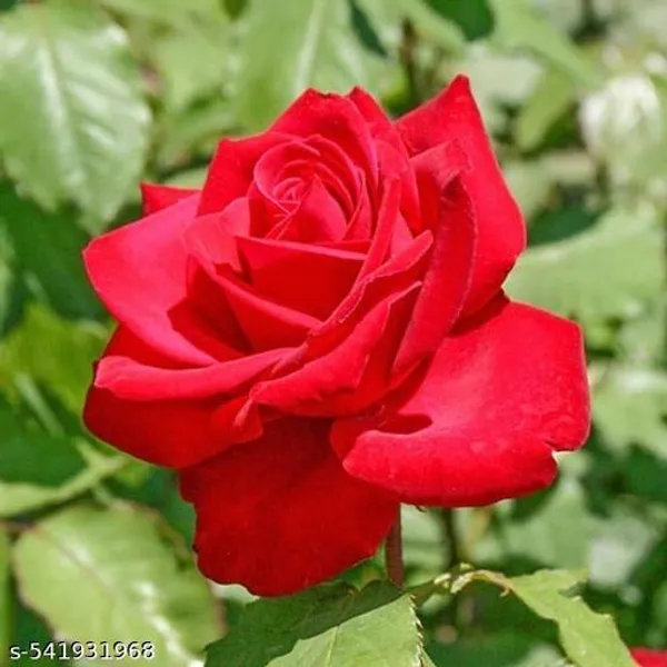 Hybrid_Red_Rose_Flower_Plant