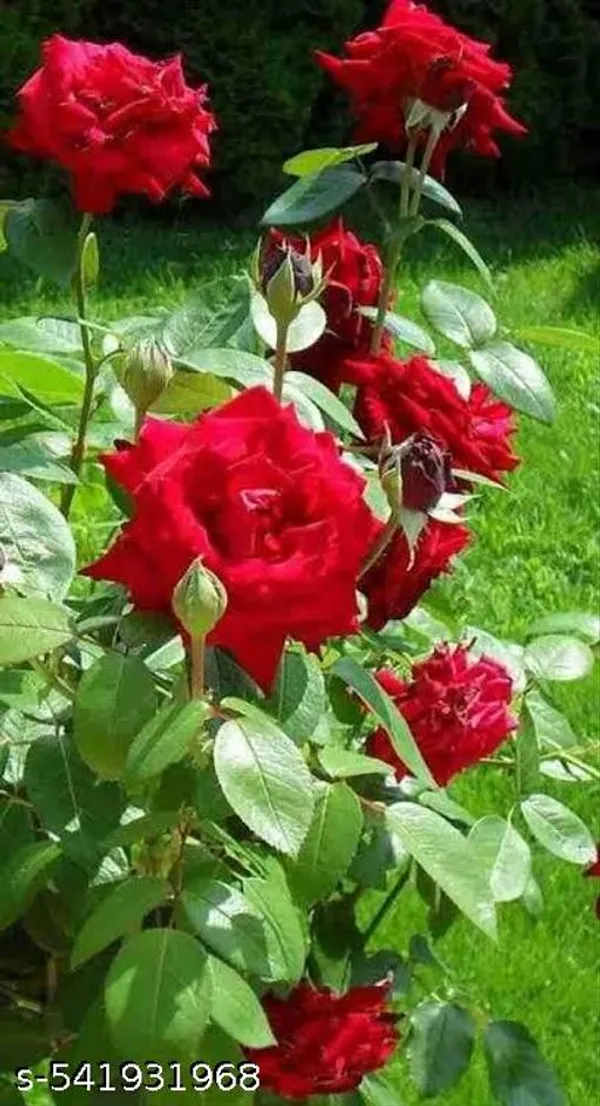 Hybrid_Red_Rose_Flower_Plant