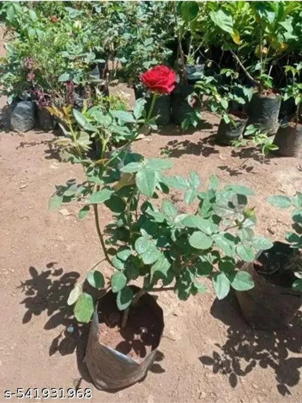 Hybrid_Red_Rose_Flower_Plant