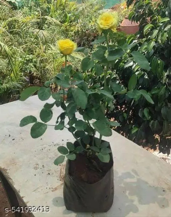 Hybrid_Yellow_Rose_Flower_Plant