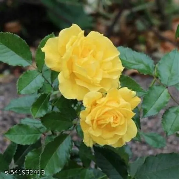 Hybrid_Yellow_Rose_Flower_Plant