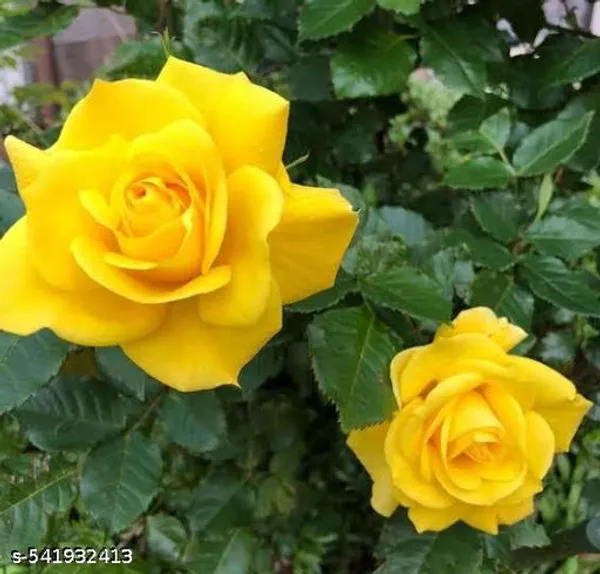 Hybrid_Yellow_Rose_Flower_Plant