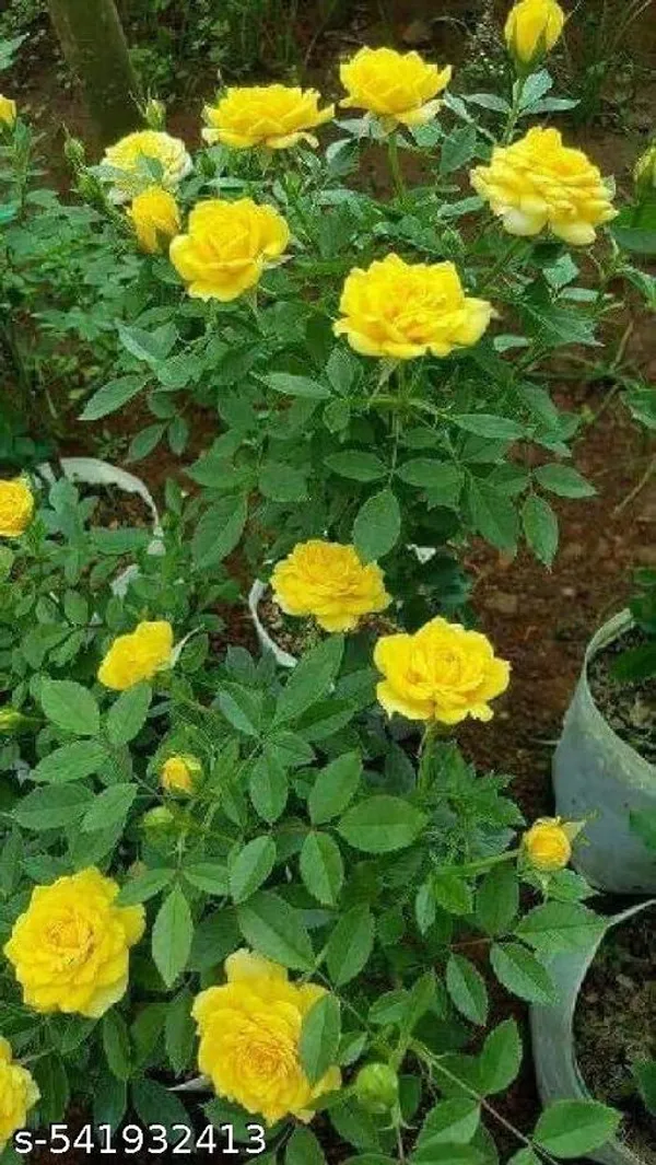 Hybrid_Yellow_Rose_Flower_Plant