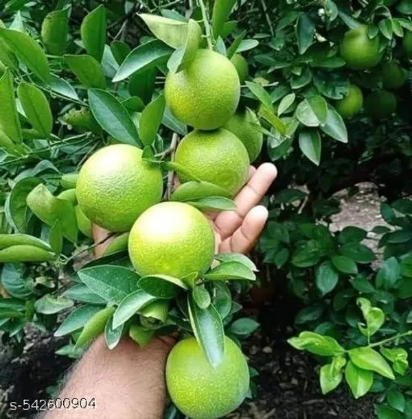 Sweet_Mosambi_Lemon_Fruit_Plant_Hybrid