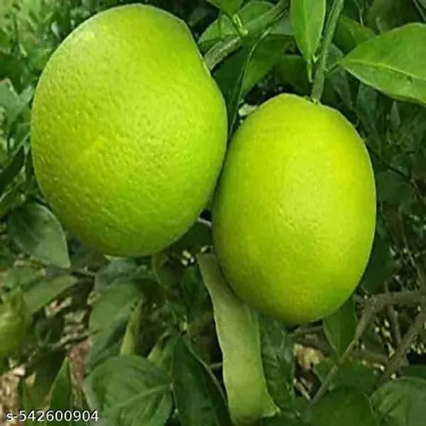 Sweet_Mosambi_Lemon_Fruit_Plant_Hybrid
