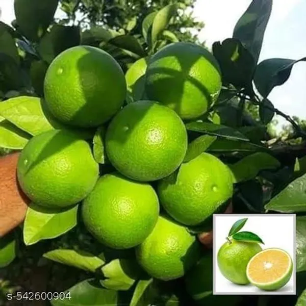 Sweet_Mosambi_Lemon_Fruit_Plant_Hybrid