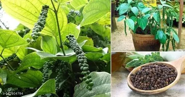 Hybrid_Golmorich_Black_Pepper_Plant