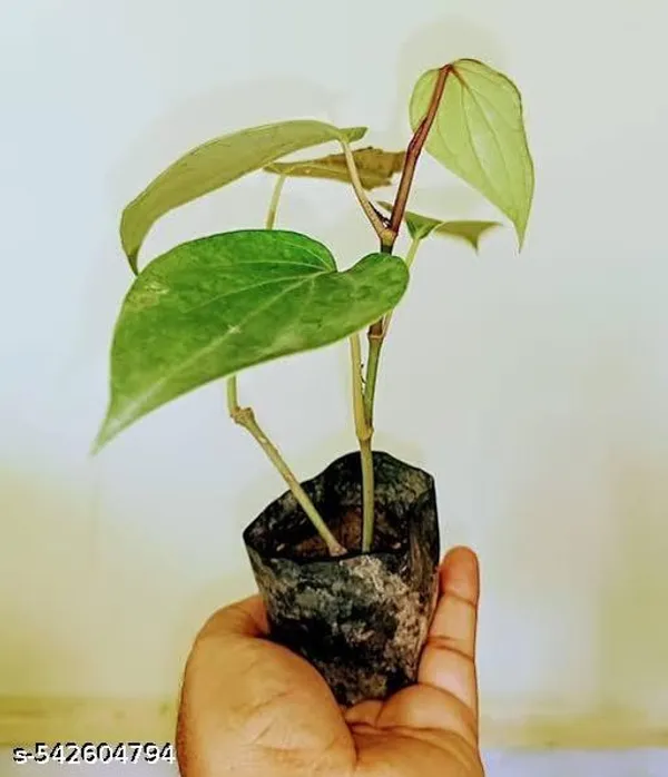 Hybrid_Golmorich_Black_Pepper_Plant