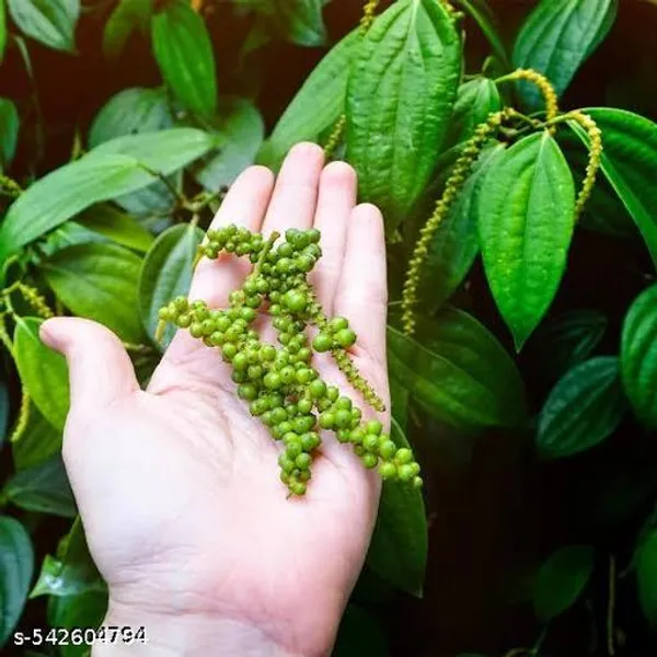 Hybrid_Golmorich_Black_Pepper_Plant