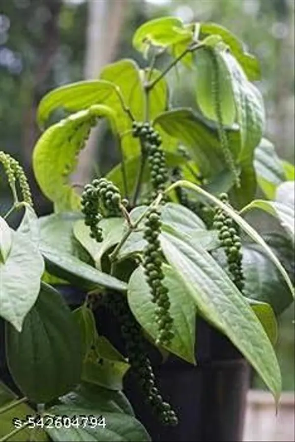 Hybrid_Golmorich_Black_Pepper_Plant