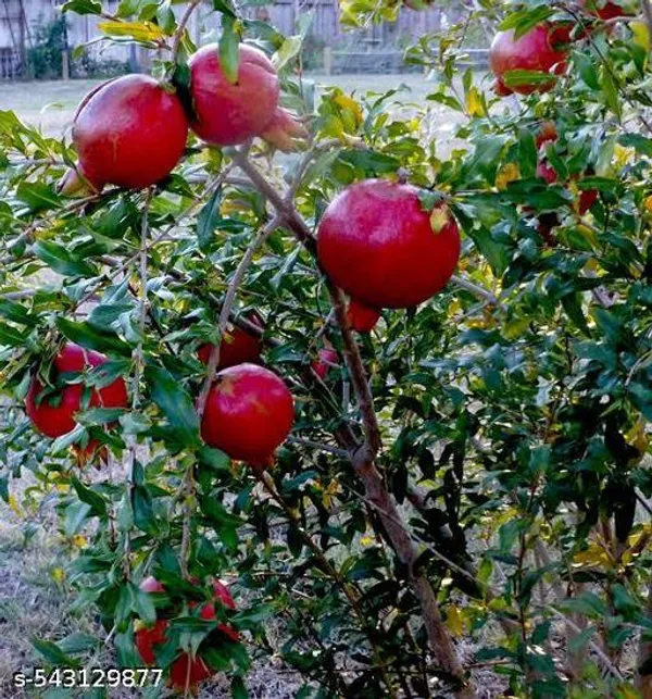 Hybrid_Red_Pomegranate_Dalim_Red_Anar_Bedana_Fruit_Plant
