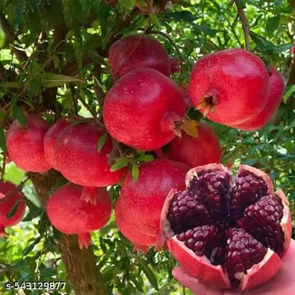 Hybrid_Red_Pomegranate_Dalim_Red_Anar_Bedana_Fruit_Plant