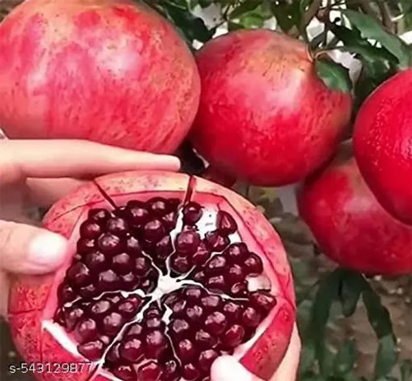 Hybrid_Red_Pomegranate_Dalim_Red_Anar_Bedana_Fruit_Plant