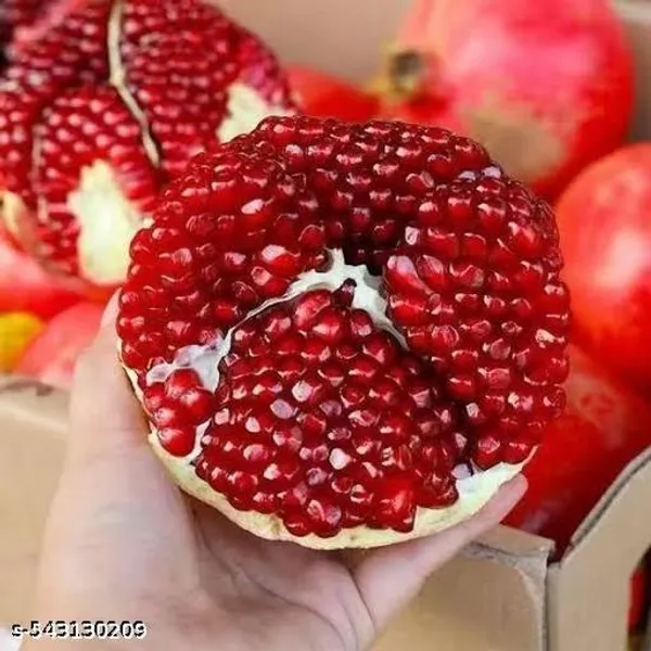 Pomegranate_Dalim_Red_Anar_Bedana_Fruit_Plant