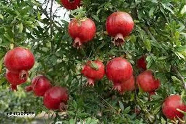 Pomegranate_Dalim_Red_Anar_Bedana_Fruit_Plant