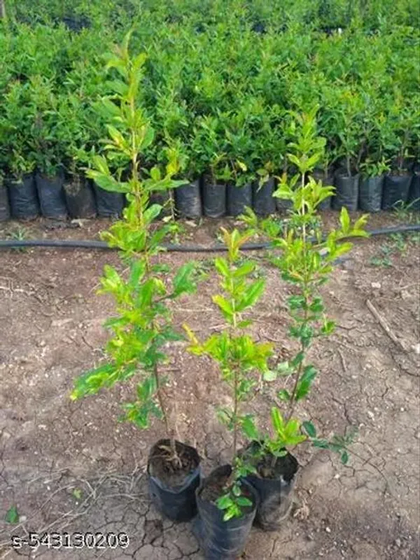 Pomegranate_Dalim_Red_Anar_Bedana_Fruit_Plant