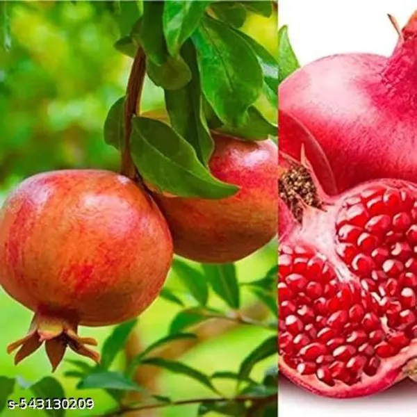 Pomegranate_Dalim_Red_Anar_Bedana_Fruit_Plant