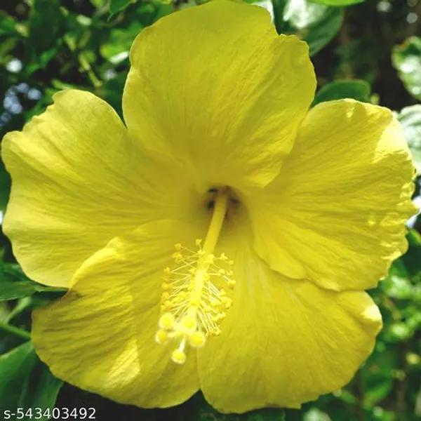 Yellow_Hibiscus_Flower_Plant