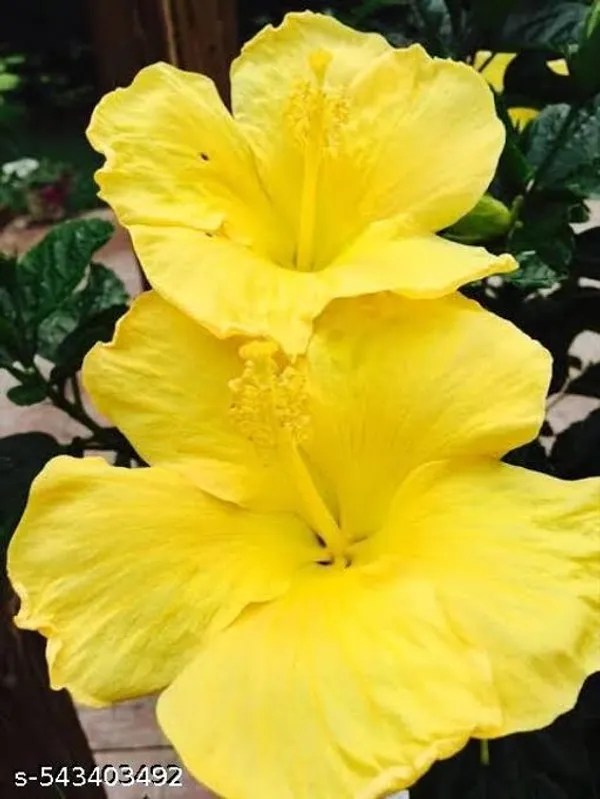 Yellow_Hibiscus_Flower_Plant
