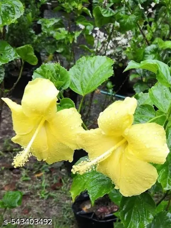 Yellow_Hibiscus_Flower_Plant