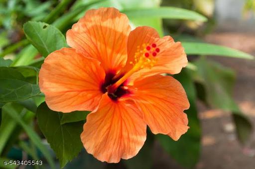 Hibiscus_Flower_Plant