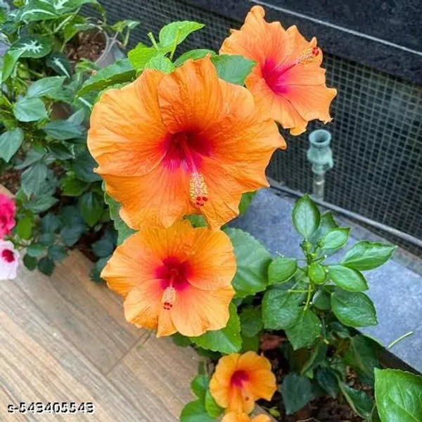 Hibiscus_Flower_Plant