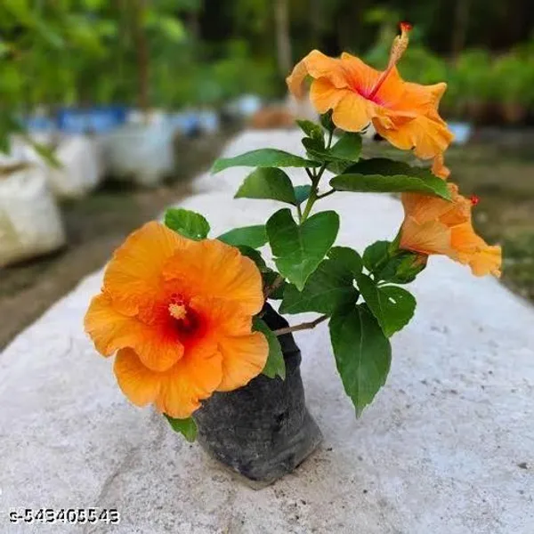 Hibiscus_Flower_Plant