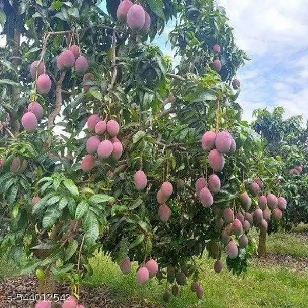 Hybrid_Mango_Plant