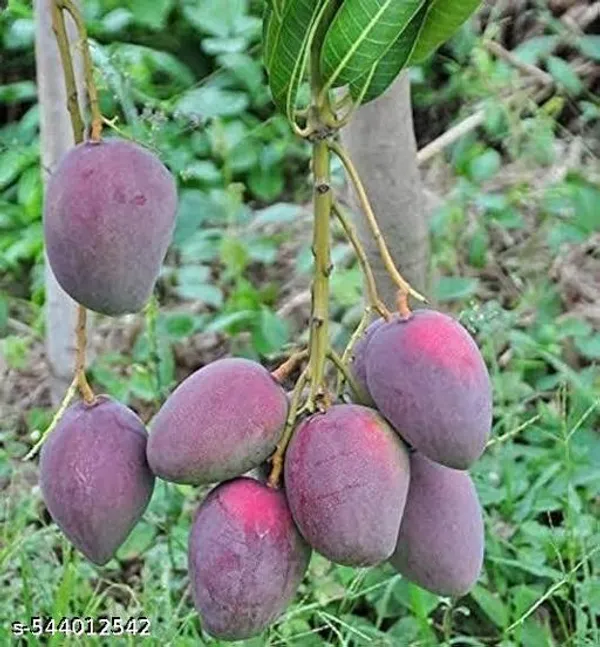 Hybrid_Mango_Plant