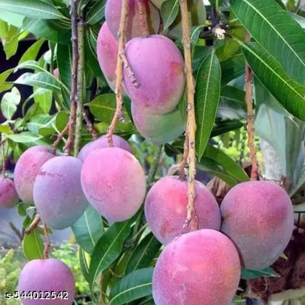 Hybrid_Mango_Plant