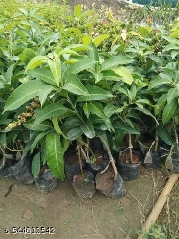 Hybrid_Mango_Plant