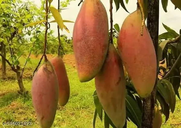 Japanese_Mango_Fruit_Plant